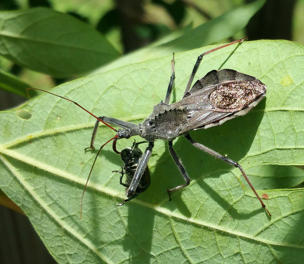 A wheel bug feeds on a Japanese beetle. 