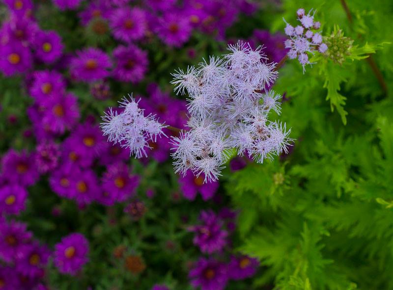 Palmleaf thoroughwort backed by New York aster 'Purple Dome'.