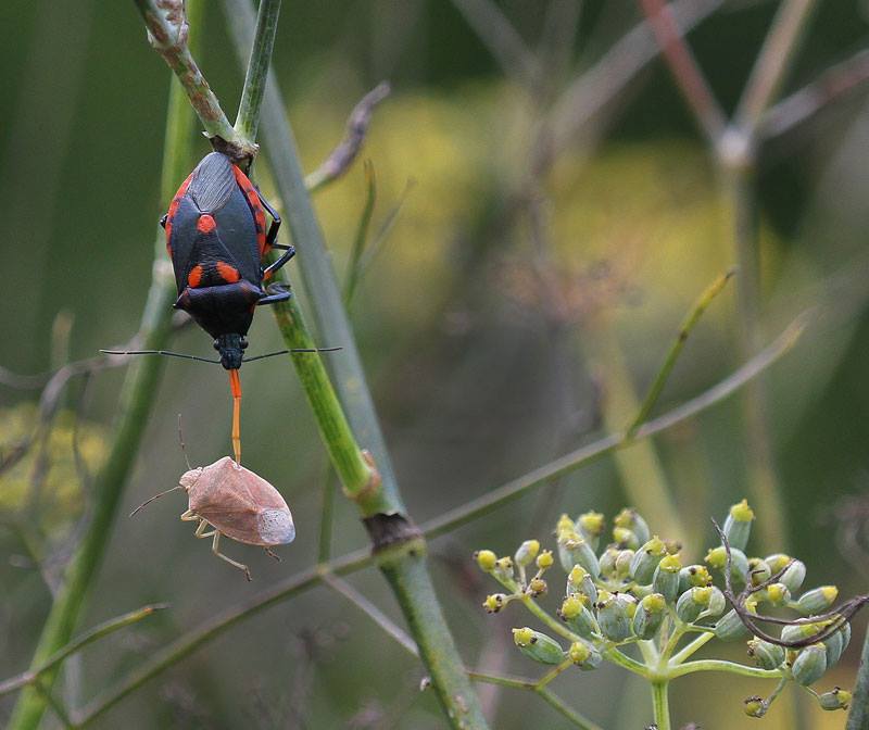 Florida predatory stink bug feeding on a brown stink bug.