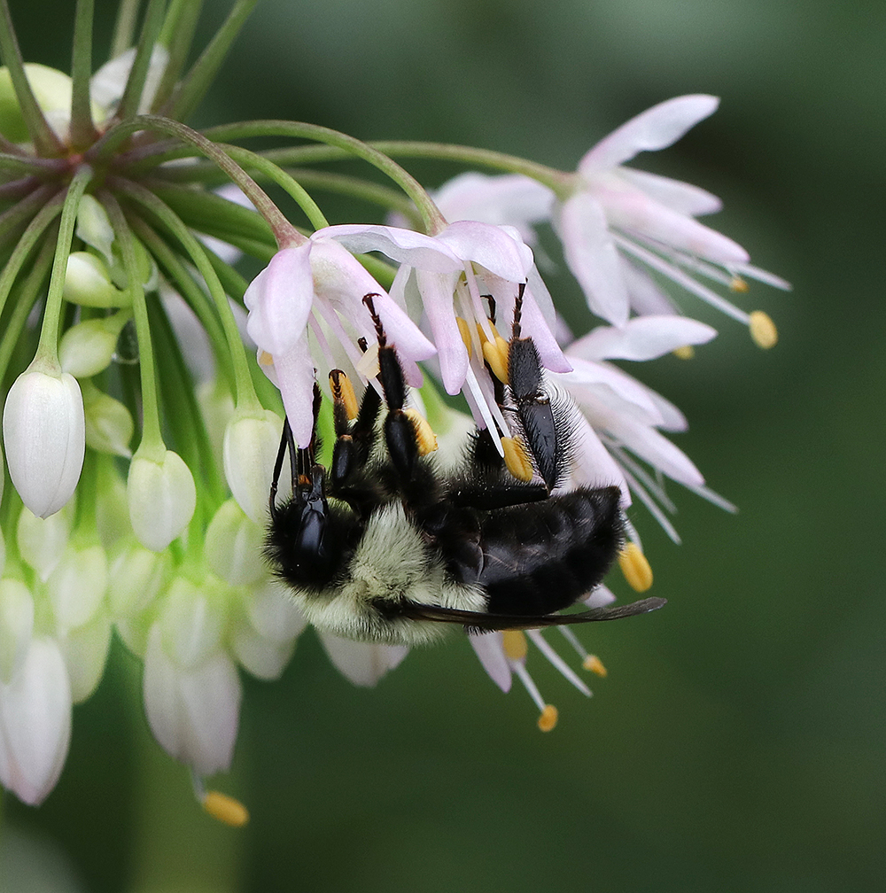 Bumble bee foraging on nodding onion (Allium cernuum).