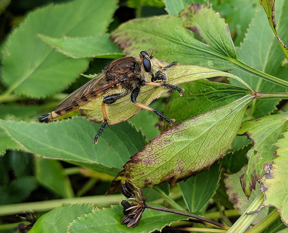 The robber flies were super-active after the rain deluge. This one was enjoying a Hymenopteran snack.