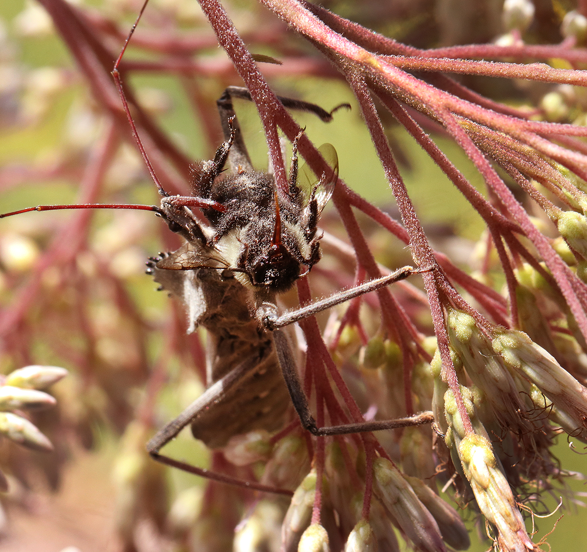 The wheel bugs love hanging out on the joe-pye weed and grabbing unsuspecting pollinators like this hapless bumble bee.