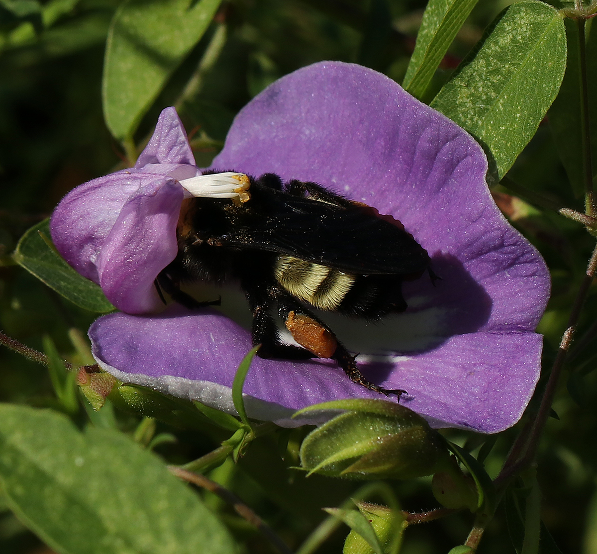 American bumble bee (Bombus pensylvanicus) forages on spurred butterfly pea (Centrosema virginianum) in early August. 
