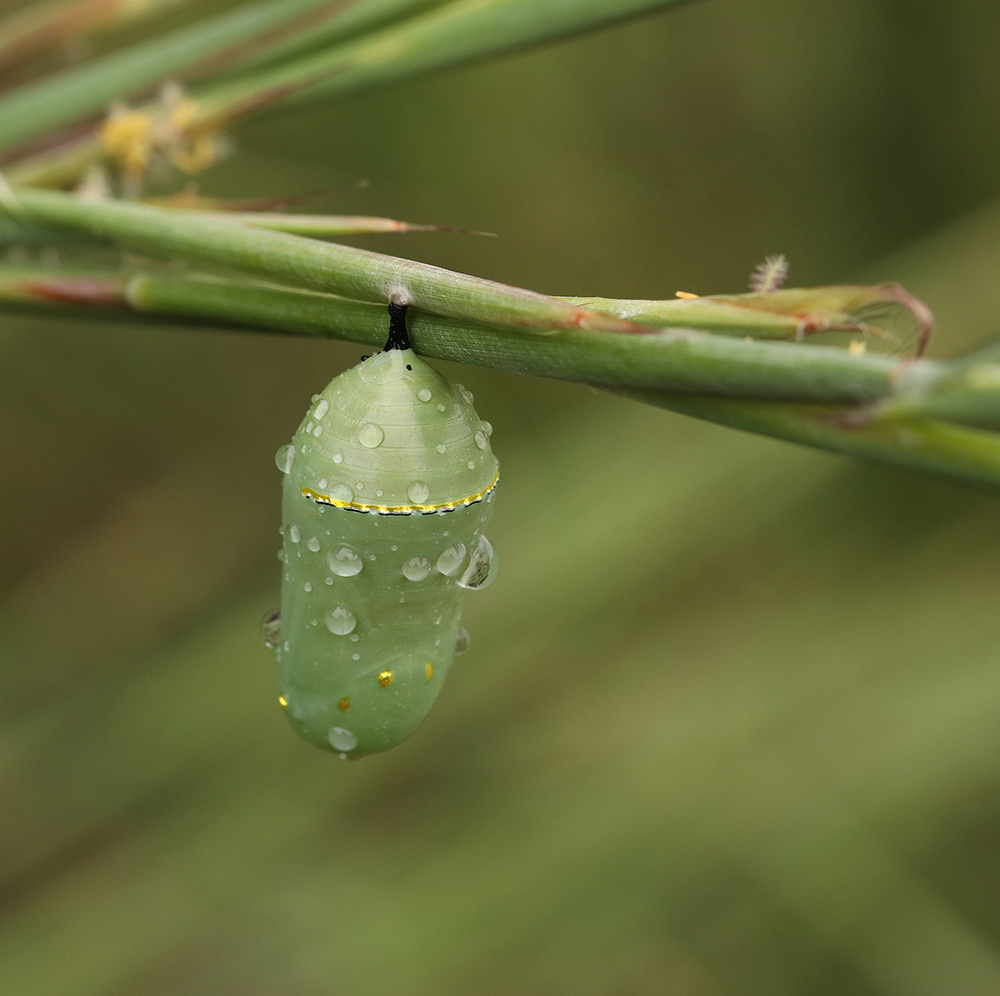 Monarch chrysalis on splitbeard bluestem grass