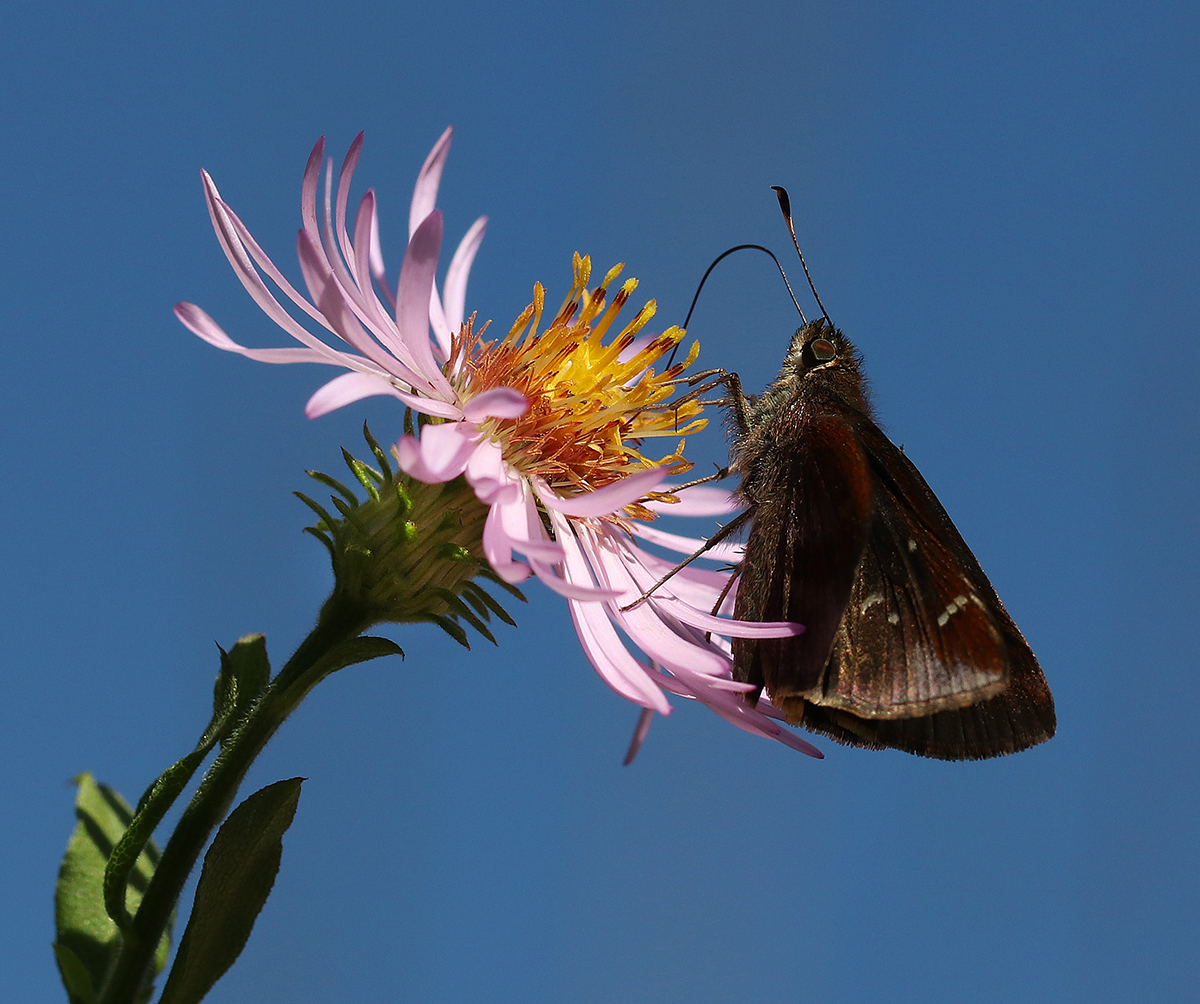 Clouded skipper on climbing aster