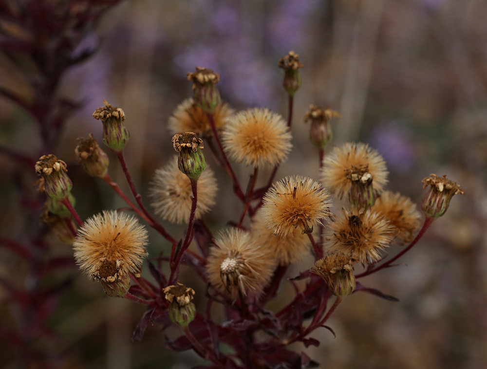 Seedheads of Maryland golden aster in early December.