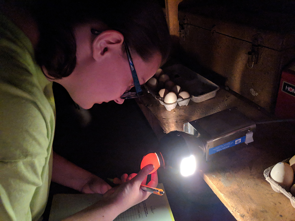 Samantha Andrews is candling an egg to be able to grade them. She is looking at air cell size and blood spots. The bigger the air cell the older the egg. Grade AA is the highest quality, the freshest, and has an air cell the size of a dime or less; Grade A is a little bit older, and is what’s most commonly found in the grocery store; Grade B eggs are usually put into cake mixes or other products. If the egg has a blood spot it is culled.