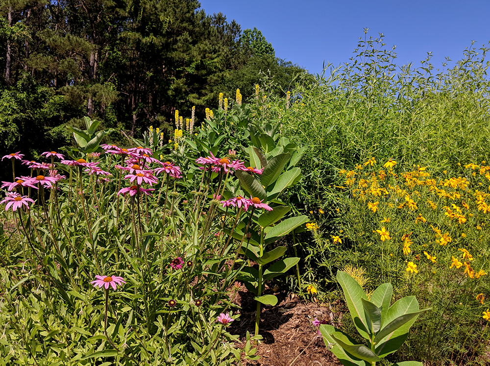 Coneflower, Carolina lupine, common milkweed, mountain mint, and whorled tickseed. 
