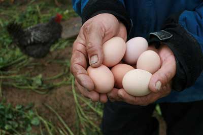 Eggs from pastured hens at Perry-winkle Farm. 