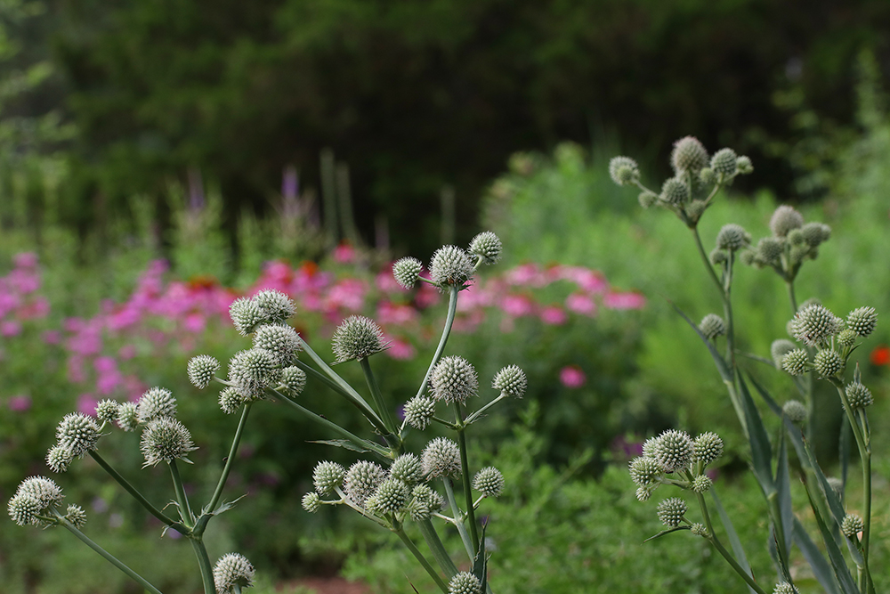 Rattlesnake master looks stunning against a backdrop of coneflowers, beebalm, blazing star, and culver's root. 