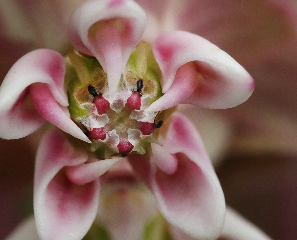 Close-up of common milkweed bloom in mid-June.