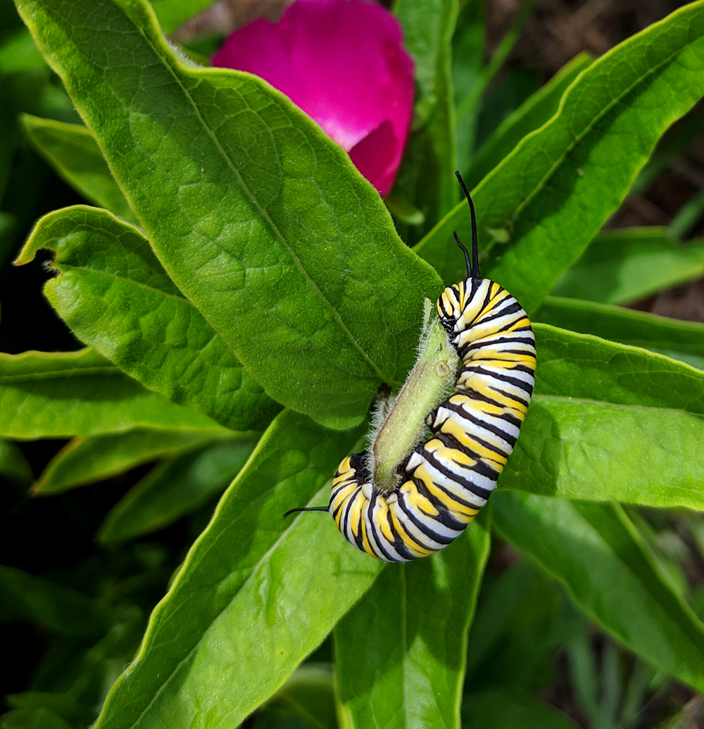 Monarch caterpillar feeding on butterfly weed in mid-May.