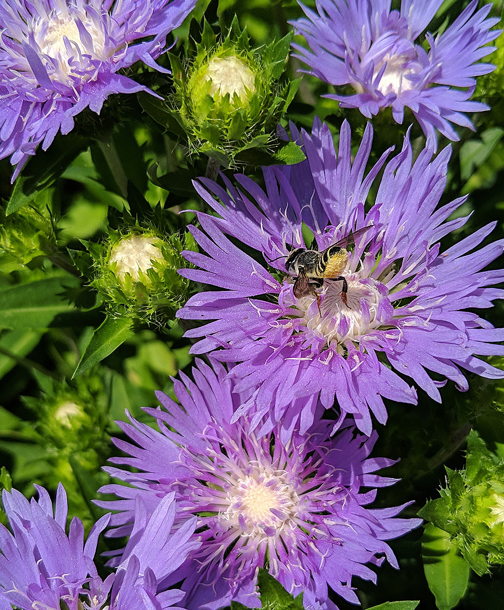 Leafcutter bee on stoke's aster.