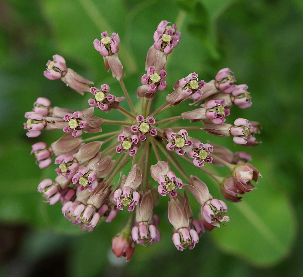 Clasping milkweed in late May. 