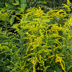 Early goldenrod
