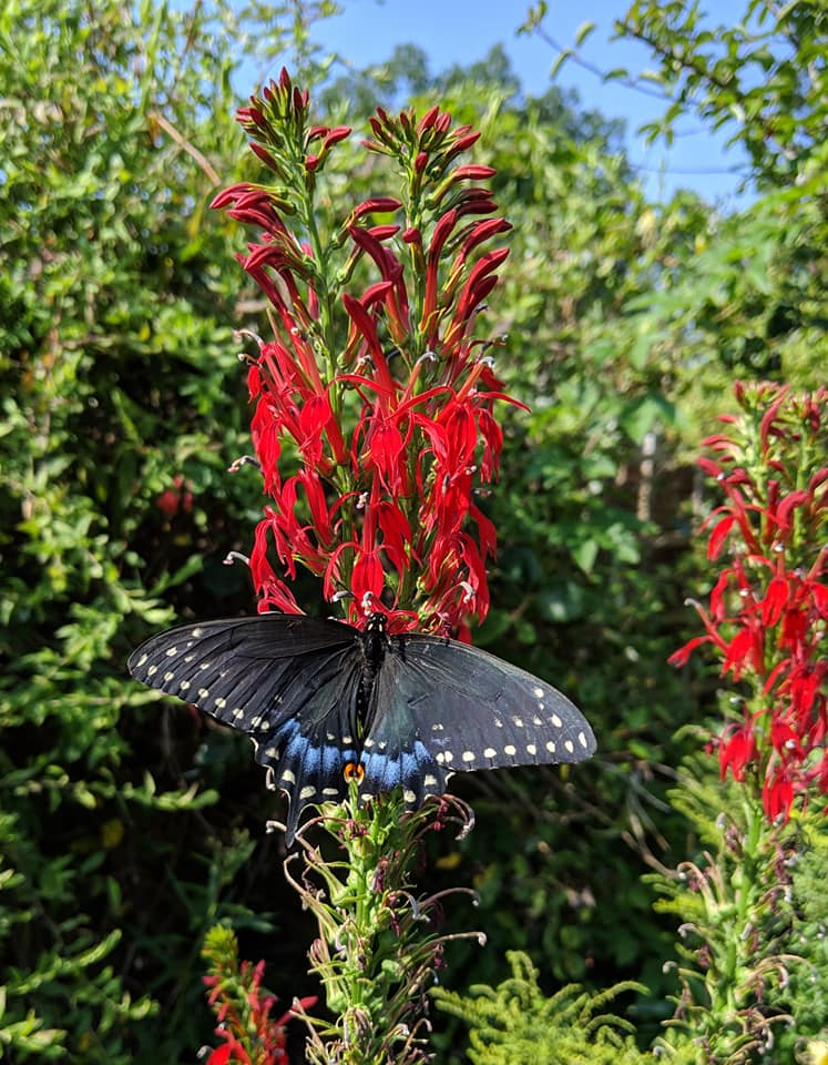 Black swallowtail on cardinal flower. 
