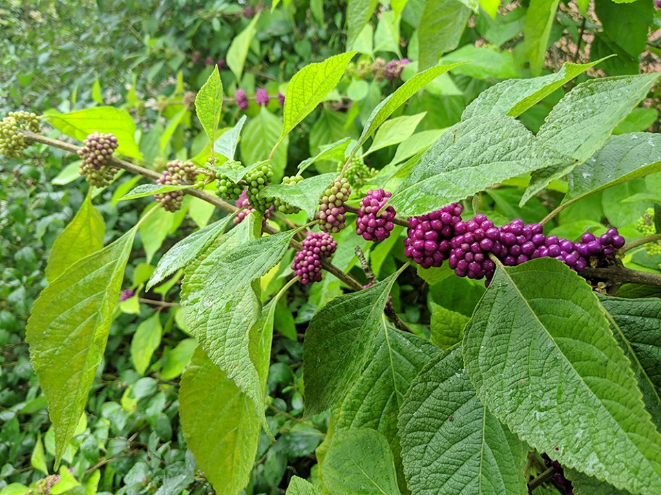 The beautyberry is purpling up!