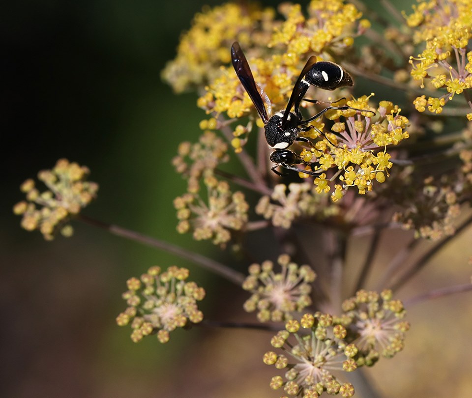 Potter wasp on bronze fennel in mid-July.