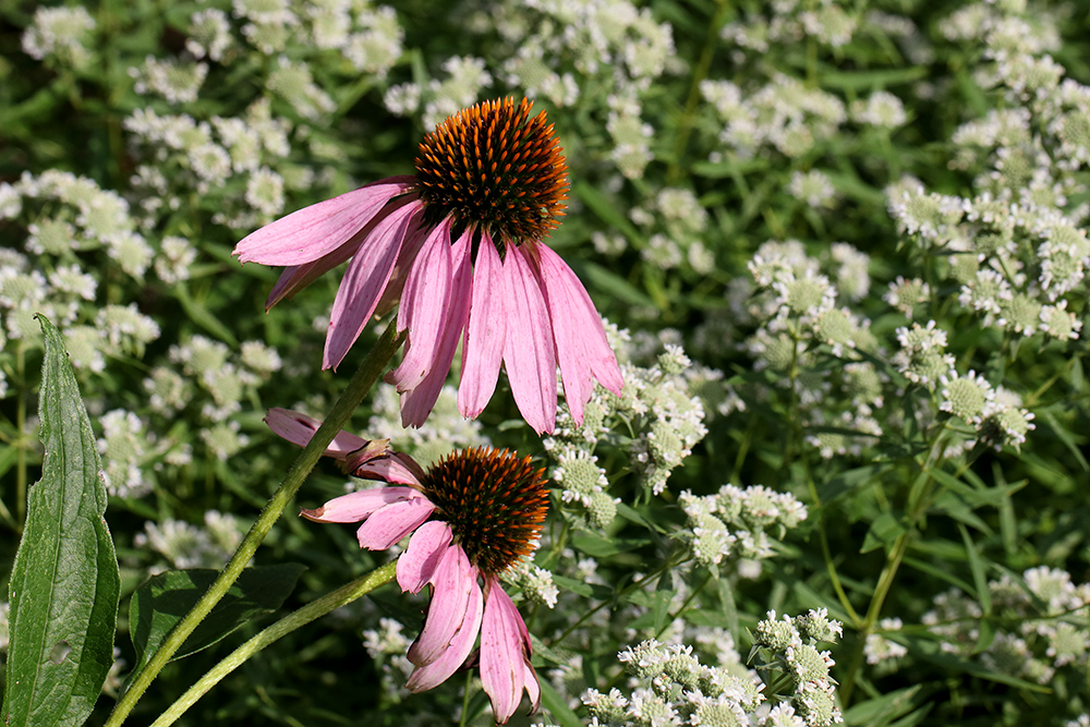 Coneflowers and mountain mint in late June.