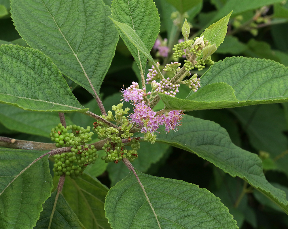 The American beautyberry is flowering in the pollinator garden and making those beautiful purple berries we all enjoy in the fall!