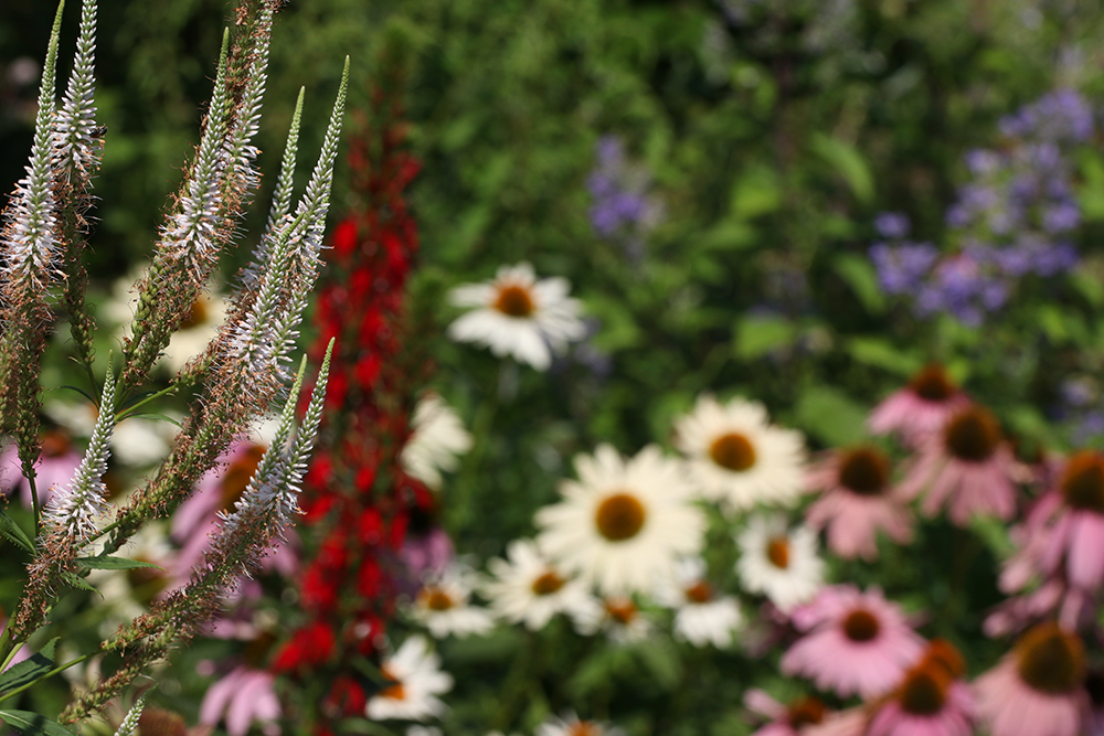July 4th in the pollinator garden with culver's root, cardinal flower, coneflowers, and downy skullcap.