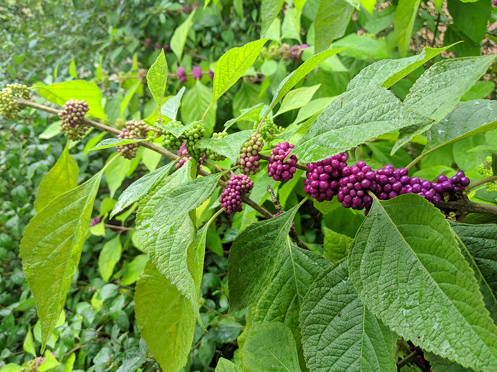 American beautyberry in late August. 