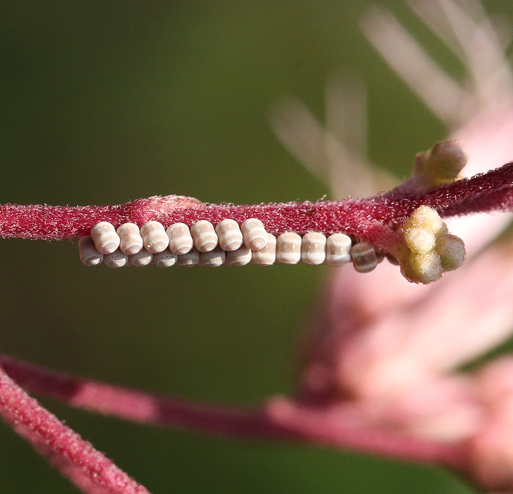 Stink bug eggs on joe-pye weed in early August. 