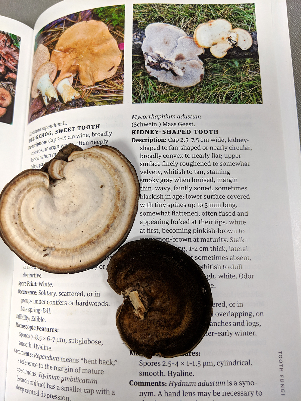 We brought some of the mushrooms we found back to the classroom and continued to practice identifying them with our mushroom books. 