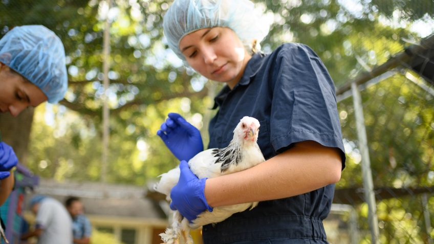 CVM student inspect the health of a flock during a recent poultry mobile service visit in Hillsborough. 