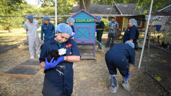 During site visits, fourth-year DVM students take close looks at chickens, but also the chickens’ surroundings in and outside of their enclosure. 
