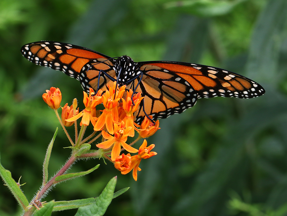 Monarch nectaring on butterfly milkweed. 