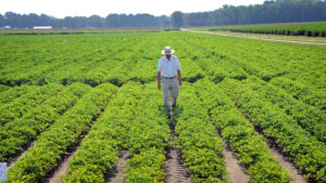 A farmer walking between rows of peanuts in the field