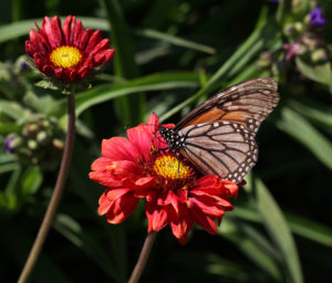 Cover photo for Early April Blooms in Pollinator Paradise