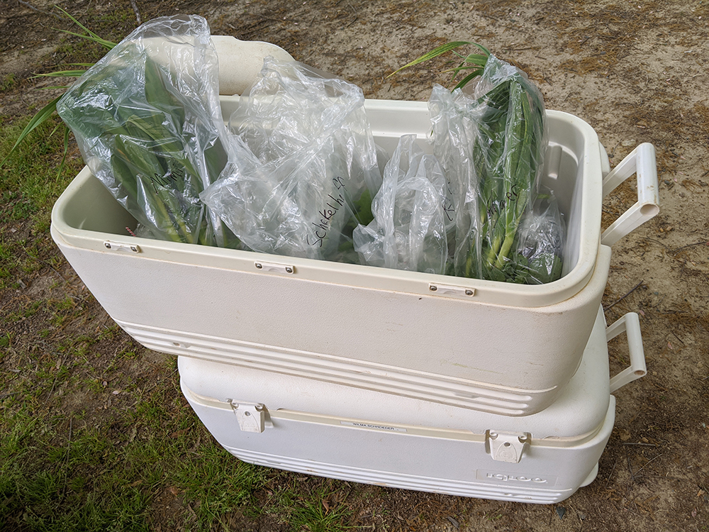 Many vendors at our farmers' markets are now encouraging customers to pre-order to reduce contact; these coolers are full of pre-ordered items from Red Roots Farm.