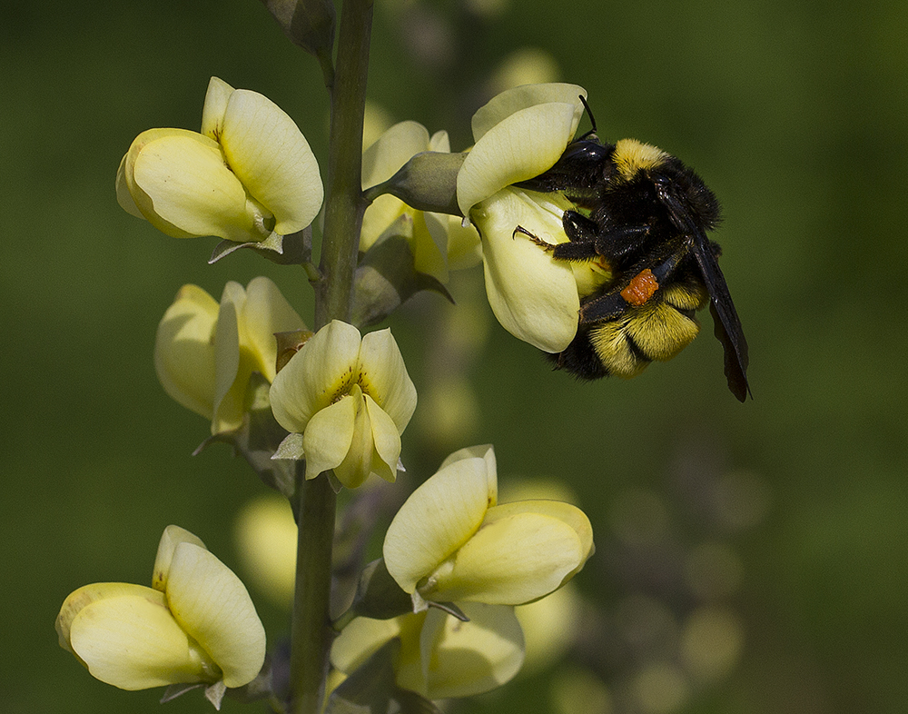 American bumble bee (Bombus pensylvanicus) on wild indigo.