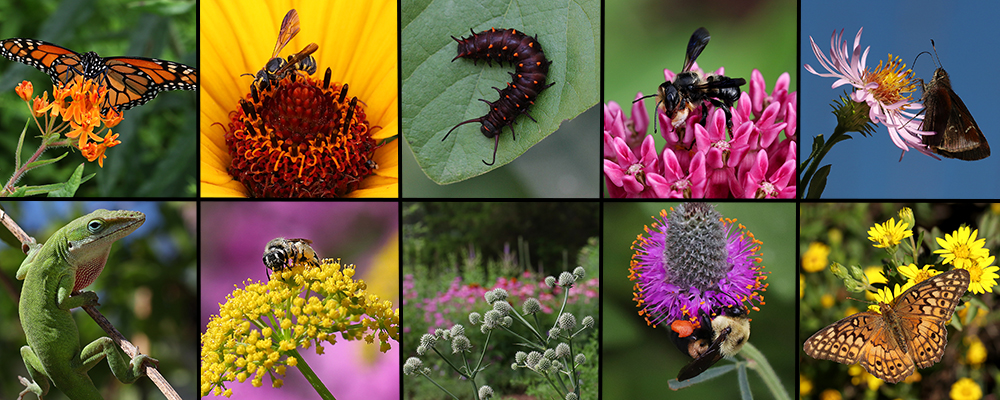 Pollinators on flowers