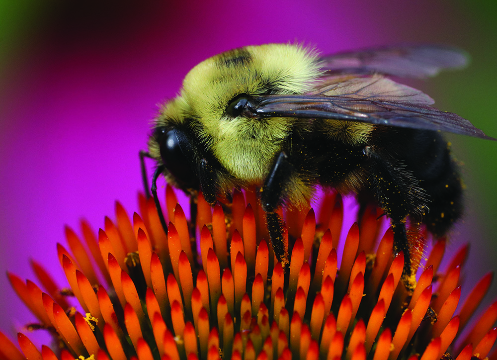 Bumble the Bee: The most popular person at the ballpark (+video) - Deseret  News