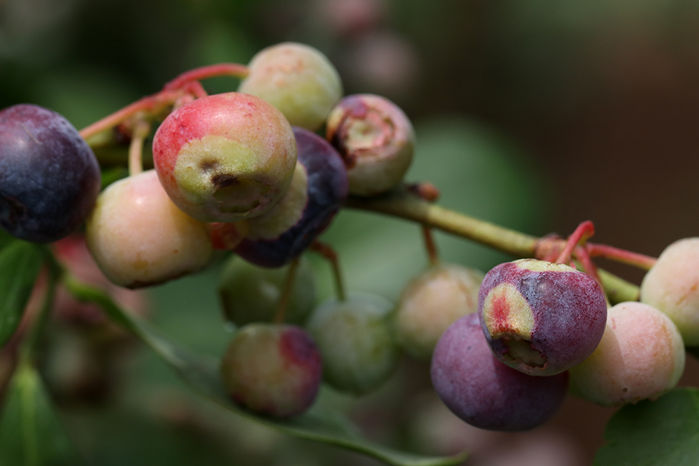 Blueberries infected with Exobasidium