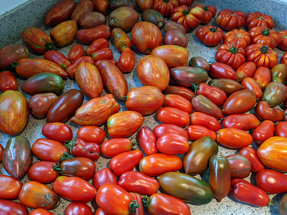 harvested tomatoes