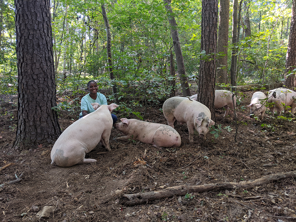 Woman with pigs