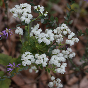 Small-leaf white snakeroot