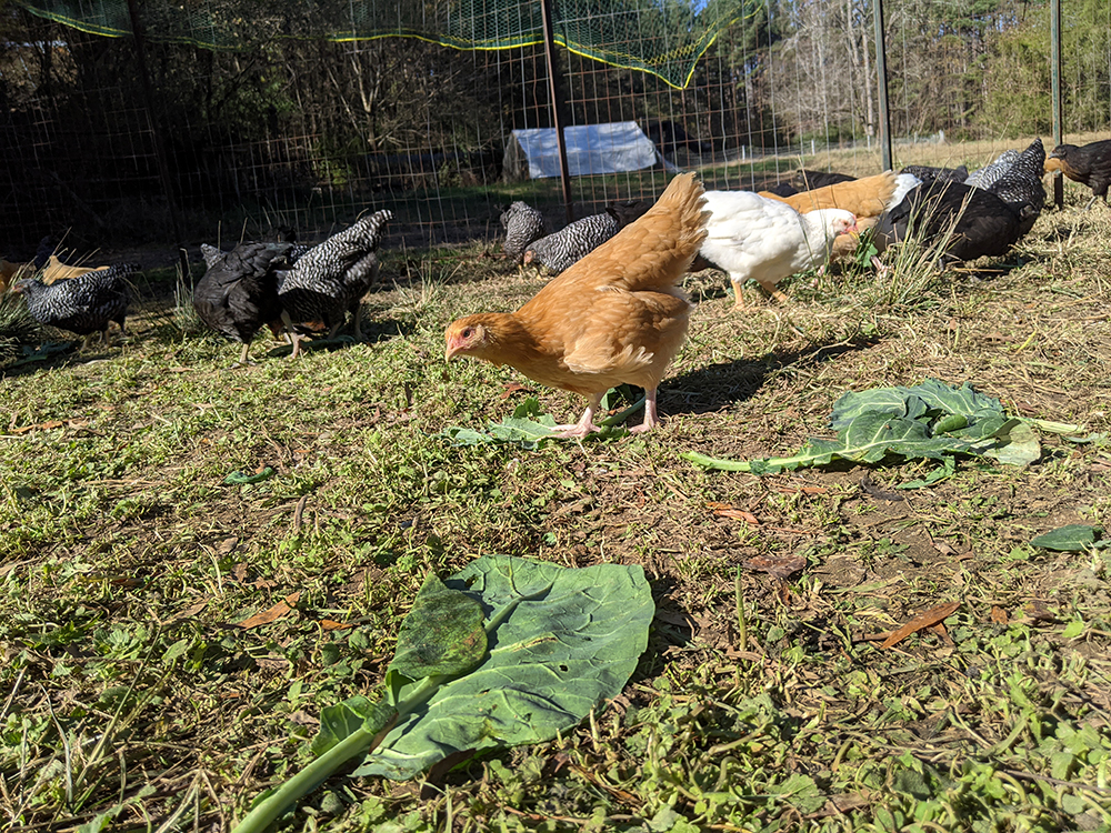The hens love the fresh greens