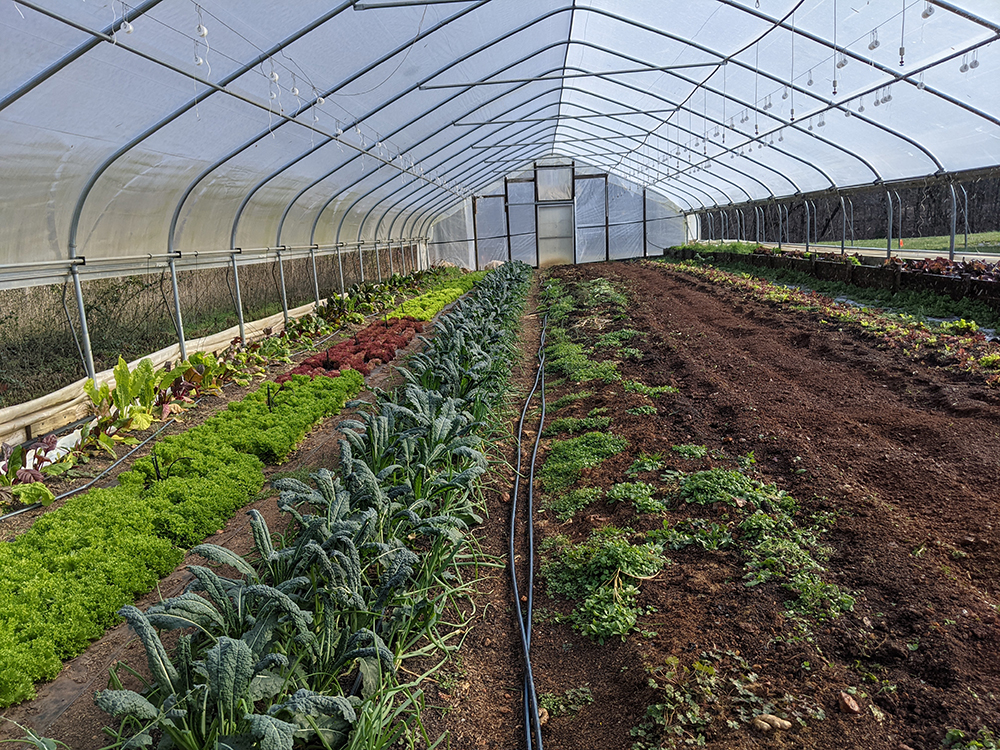 One of the high tunnels