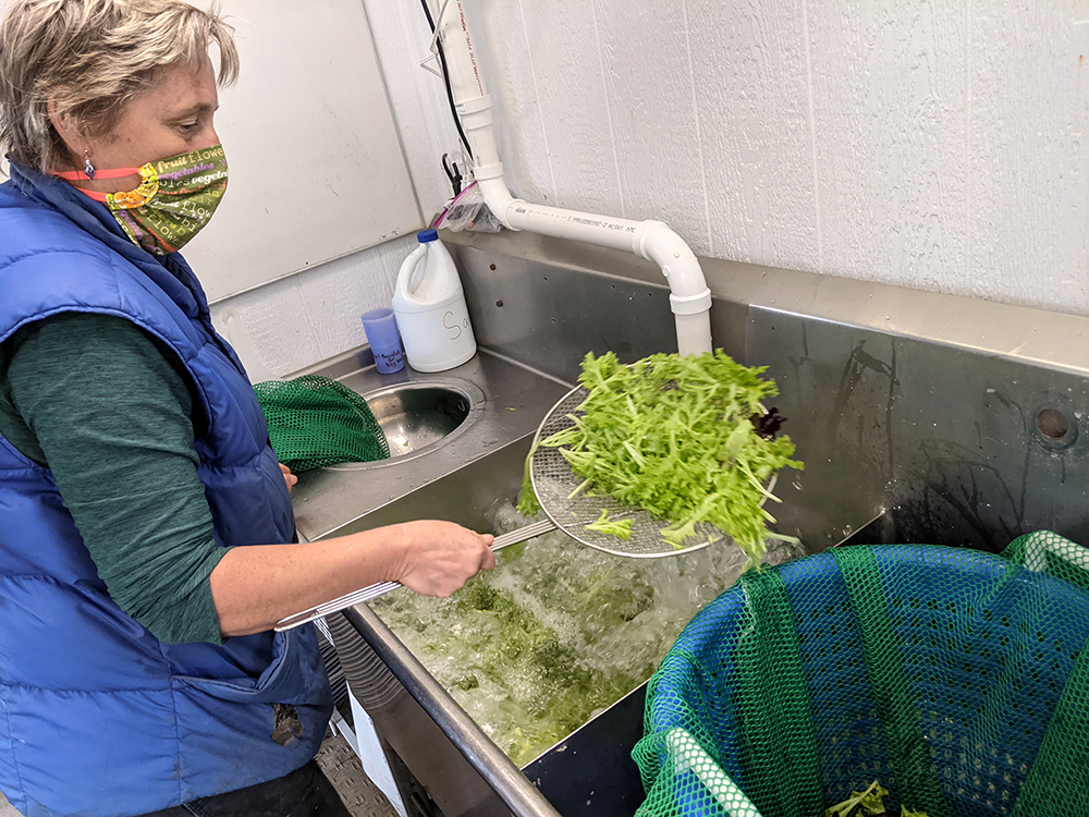 Meredith removes the lettuce greens
