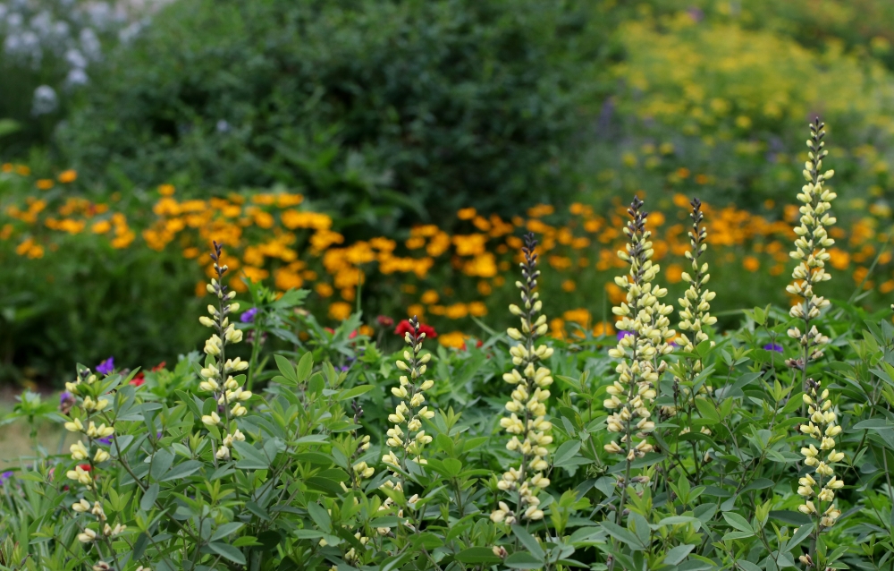 Spring shot of one of the beds in the Pollinator Paradise Demo Garden