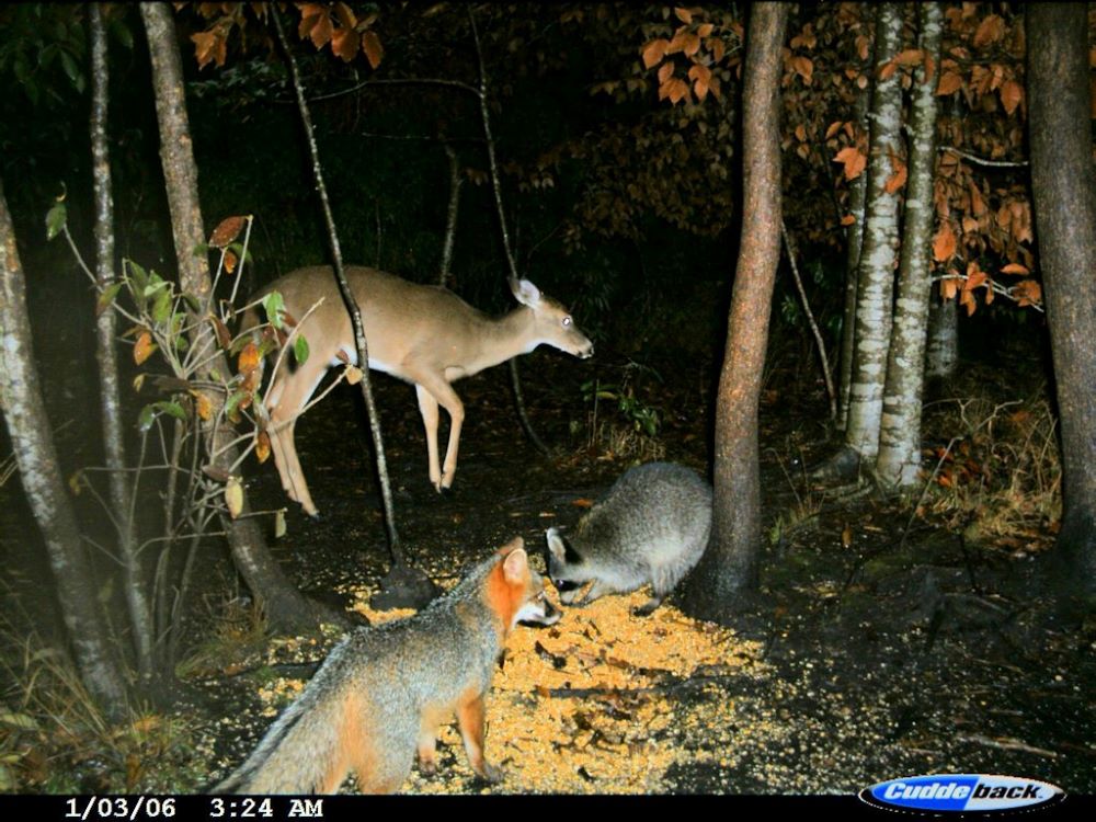 Deer, raccoon, and fox
