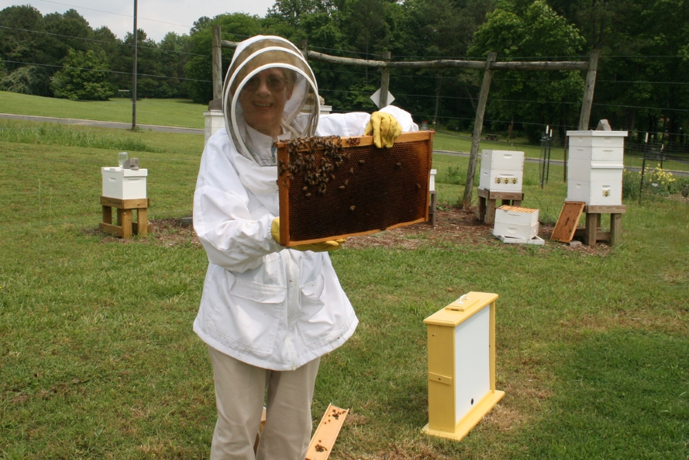 Judy returns the frame from the observation hive to the CCBA Apiary