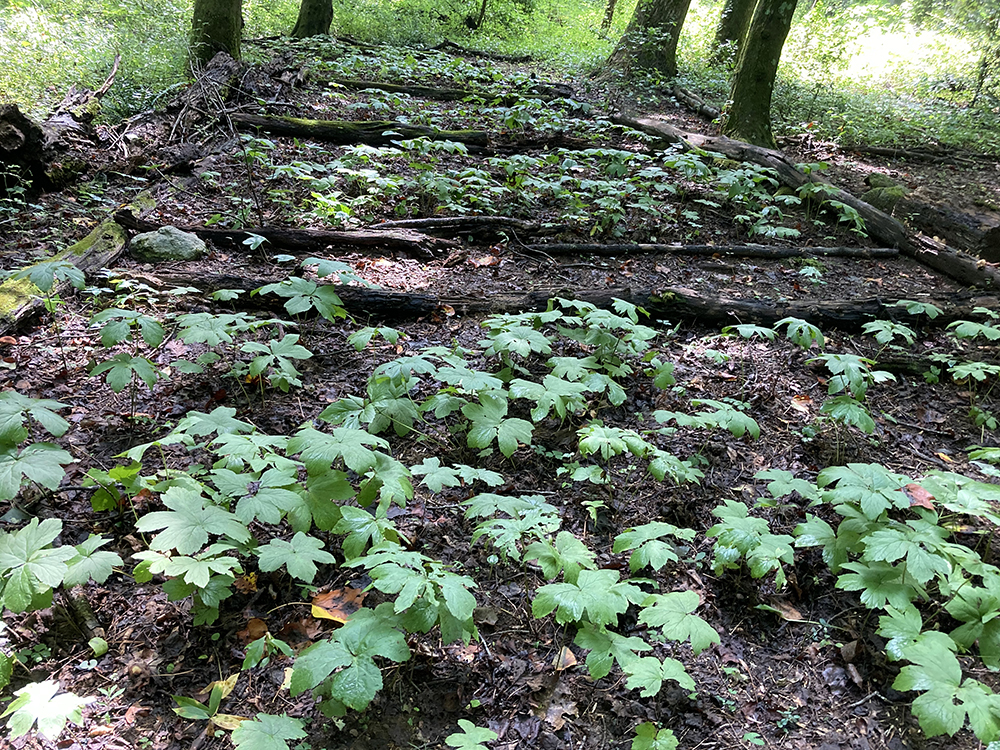 Woodland-cultivated goldenseal