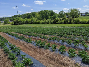Cover photo for Strawberry Season and Chatham County PYO Farms
