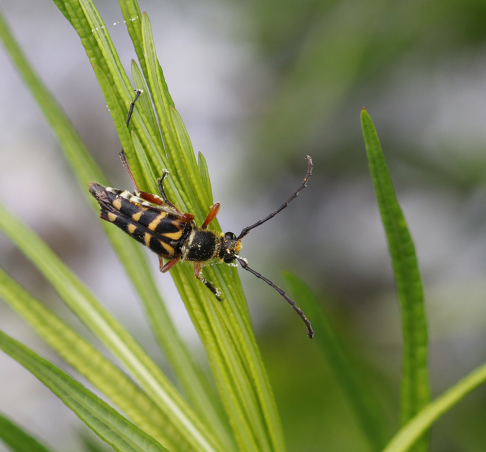 Zebra longhorn beetle on bluestar